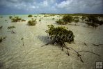 Young mangroves on the flats