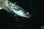 Evening Spanish mackerel