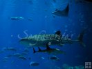 Whale shark with manta ray