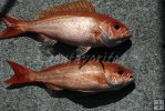 Pair of vermilion snapper