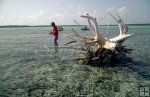 Belize angler and dead tree