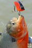 Piranha, Lake Calabozo