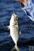 Bait-size blue runner
