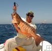 Cubera snapper, Venezuela
