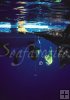 Sailfish underwater