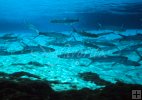 Ladyfish in Florida spring