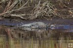 Riverbank gator