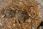 Mating horseshoe crabs