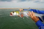 Ladyfish from the surf-2