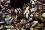 Shrimpboat bycatch