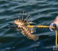 Lionfish on spear Lionfish on spear