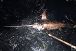 Swordfish in water Swordfish in water