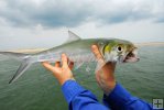 Ladyfish from the surf