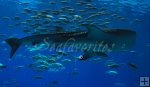 Whale Shark and jacks