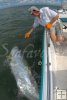 Tarpon alongside