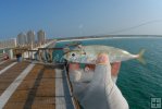 Cigar minnow, Florida pier