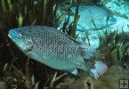 Tilapia closeup