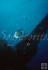Spadefish at oil rig