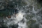 Tarpon Blast
