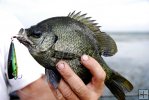 Large bluegill, topwater plug