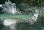 A tarpon inhales