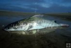 Hardhead Catfish