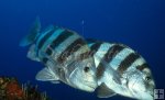 Duo of big sheepshead