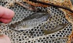 Killifish (mud minnow)