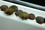 Scallop shells after shucking