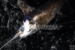 Swordfish Swordfish