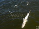 Snook and mullet