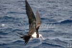Sea birds