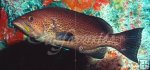 Yellowmouth grouper