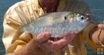 Menhaden