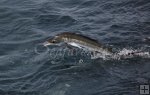 Jumping white marlin