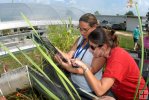 Teachers examine plants