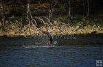 Jumping sturgeon