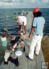 Cleaning fish in Belize