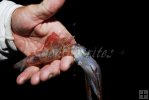 Squid caught at night