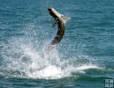Tarpon Twisting