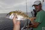 Red porgy on Gulf partyboat