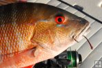 Mutton snapper and tackle