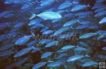juvenile jacks, schooling