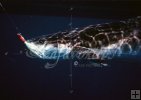 Cobia Cobia