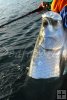Tired tarpon
