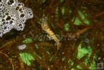 Live shrimp bait tank-3