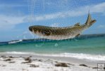 Big mullet on beach