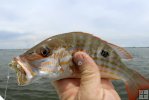 Juvenile land snapper