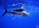 Atlantic sailfish