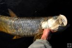 Dead 20-pound tarpon